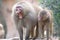 A pair of Hamadryas Baboons with one mouth agape