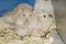 Pair of hamsters, two white hamster