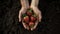 A pair of hands gently holding a of ripe strawberries their bright red color contrasting with the dark moist soil in