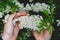 Pair of hands holding a cluster of tiny, white spring flowers. Spiraea Arguta known as Bridal Wreath