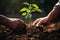 a pair of hands planting a plant in the dirt