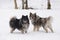 Pair of handsome Keeshonden dogs romping in fresh snow near a wooded area