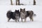 Pair of handsome Keeshonden dogs standing close to one another in fresh snow