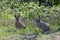 Pair of hares during the breeding season