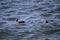 A pair of Harlequin ducks swimming in the bay