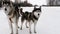 Pair of harnessed sled dogs