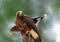 Pair of Harris hawks on a perch