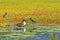 A pair of hawaiian black-necked stilts endangered species and northern pintail duck