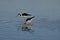 A Pair of Hawaiian Stilt