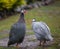 Pair of helmeted guineafowls Numida meleagris