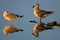 Pair of Herring Gull birds - latin Larus argentatus - on a water surface during the spring mating season in wetlands of north-