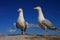 A pair of herring gulls