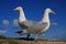 A pair of herring gulls