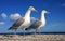 Pair of herring gulls in close up against blue sky