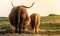 A pair of Highland Cows standing in a grassy field