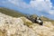 Pair of hiking sandals and mountain landscape on background 