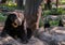 Pair of Himalayan bears sitting on a rock next to the crows. Cute animals in the zoo.