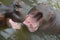 A pair of Hippopotamus playing in water