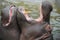 A pair of Hippopotamus playing in water