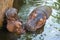 A pair of hippos, Chiang Mai