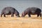 Pair of hippos facing each other on the shores of Lake Magadi, in the Ngorongoro Crater Conservation Area. Safari concept.