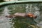 A pair of hippos swim in water