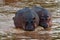 Pair of hippos swimming in a river in Tanzania