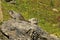 Pair of Hoary Marmots on a Rock