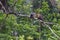 Pair of Hoatzin birds (Stinkbird) siting on a tree