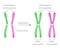 Pair of Homologous Chromosomes