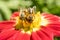 A pair of honey bee collecting pollen at yellow stamens in a flower, close up.