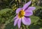 A Pair of Honey bee on a pink daylily flower in the garden