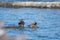A pair of Hooded Mergansers perched on the driftwood.