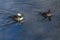 Pair of Hooded Mergansers Swimming in a Cold Slushy Winter River