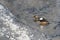 Pair of Hooded Mergansers Swimming in a Cold Slushy Winter River