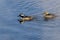 Pair of Hooded Mergansers Swimming in a Cold Slushy Winter River