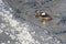 Pair of Hooded Mergansers Swimming in a Cold Slushy Winter River