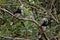 A pair of hornbill birds standing on a tree