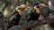 A pair of hornbills perched in a tree created with Generative AI