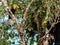 Pair of Hornbills in a tropical rainforest