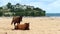 Pair of horses on beach