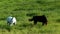 Pair of horses eating grazing fresh green grass in farm pasture