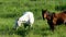 Pair of horses eating grazing fresh green grass in farm pasture