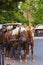 Pair of horses harnessed to carriage on city street