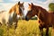 a pair of horses nuzzling each other in a sunny pasture