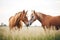 pair of horses nuzzling in a field