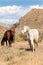 Pair of Horses in Pasture