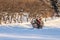 A pair of horses with sleigh ride tourists in the winter park on background of apple tree garden, front view. Winter entertainment