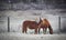 A pair of horses in their corral on a frosty November morning.