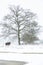 A pair of horses trying to seek shelter under a tree during a heavy snow storm and blizzard on a Suffolk farm in the UK. Beast